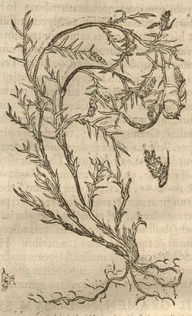 An illustration from Caspari Bauhini ... Theatri botanici, sive, Historiae plantarum : ex veterum et recentiorum placitis propriaq. observatione concinnatae / liber primus editus opera et cura Io. Casp. Bauhini., 1658, leaf 20