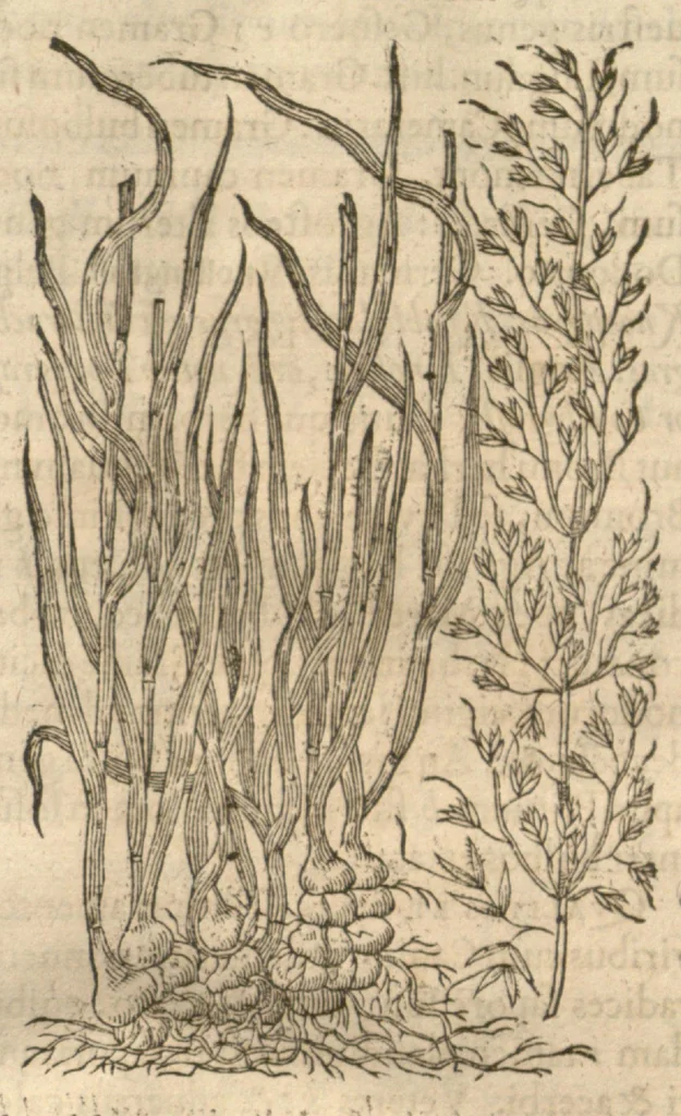 An illustration from Caspari Bauhini ... Theatri botanici, sive, Historiae plantarum : ex veterum et recentiorum placitis propriaq. observatione concinnatae / liber primus editus opera et cura Io. Casp. Bauhini., 1658, leaf 20