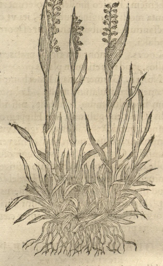 An illustration from Caspari Bauhini ... Theatri botanici, sive, Historiae plantarum : ex veterum et recentiorum placitis propriaq. observatione concinnatae / liber primus editus opera et cura Io. Casp. Bauhini., 1658, leaf 24