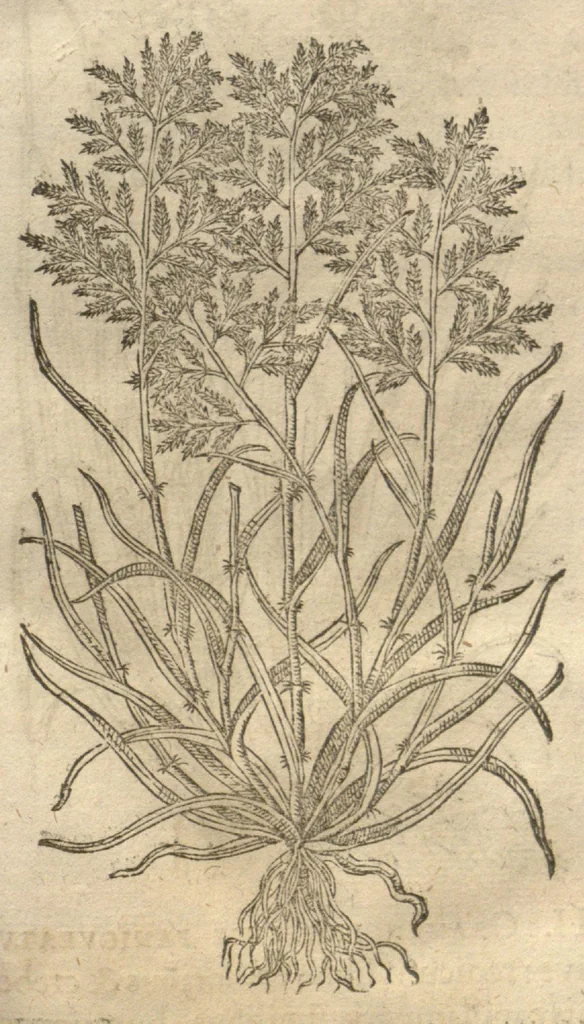 An illustration from Caspari Bauhini ... Theatri botanici, sive, Historiae plantarum : ex veterum et recentiorum placitis propriaq. observatione concinnatae / liber primus editus opera et cura Io. Casp. Bauhini., 1658, leaf 24
