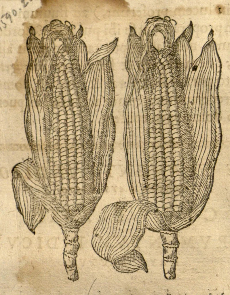 An illustration from Caspari Bauhini ... Theatri botanici, sive, Historiae plantarum : ex veterum et recentiorum placitis propriaq. observatione concinnatae / liber primus editus opera et cura Io. Casp. Bauhini., 1658, leaf 257