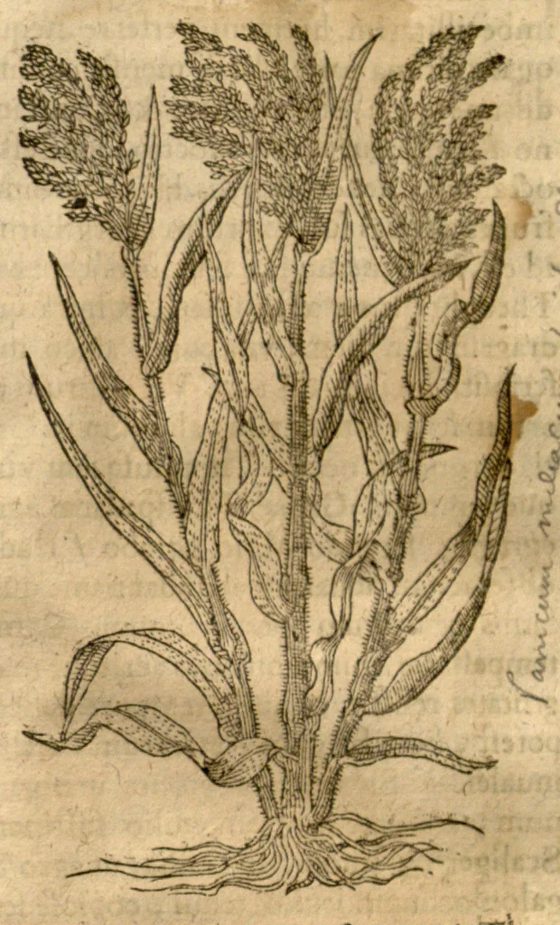 An illustration from Caspari Bauhini ... Theatri botanici, sive, Historiae plantarum : ex veterum et recentiorum placitis propriaq. observatione concinnatae / liber primus editus opera et cura Io. Casp. Bauhini., 1658, leaf 262