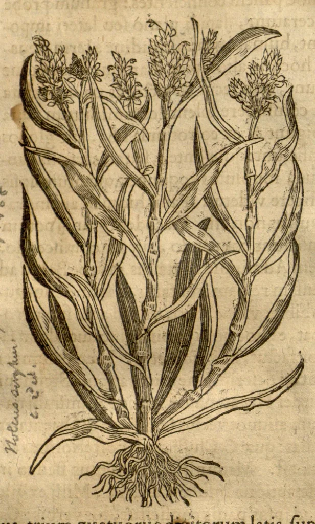 An illustration from Caspari Bauhini ... Theatri botanici, sive, Historiae plantarum : ex veterum et recentiorum placitis propriaq. observatione concinnatae / liber primus editus opera et cura Io. Casp. Bauhini., 1658, leaf 267