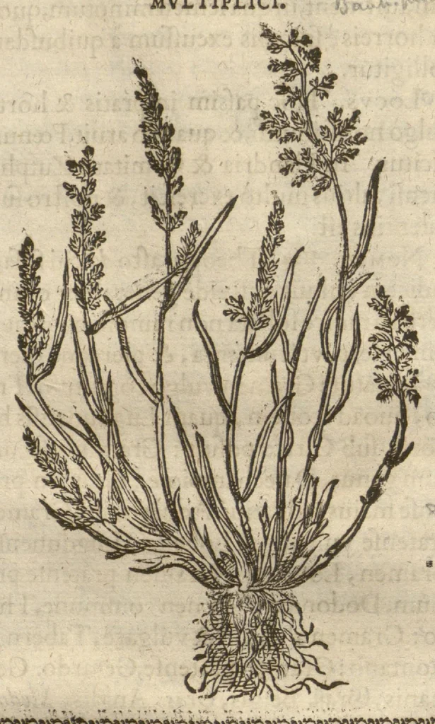 An illustration from Caspari Bauhini ... Theatri botanici, sive, Historiae plantarum : ex veterum et recentiorum placitis propriaq. observatione concinnatae / liber primus editus opera et cura Io. Casp. Bauhini., 1658, leaf 27