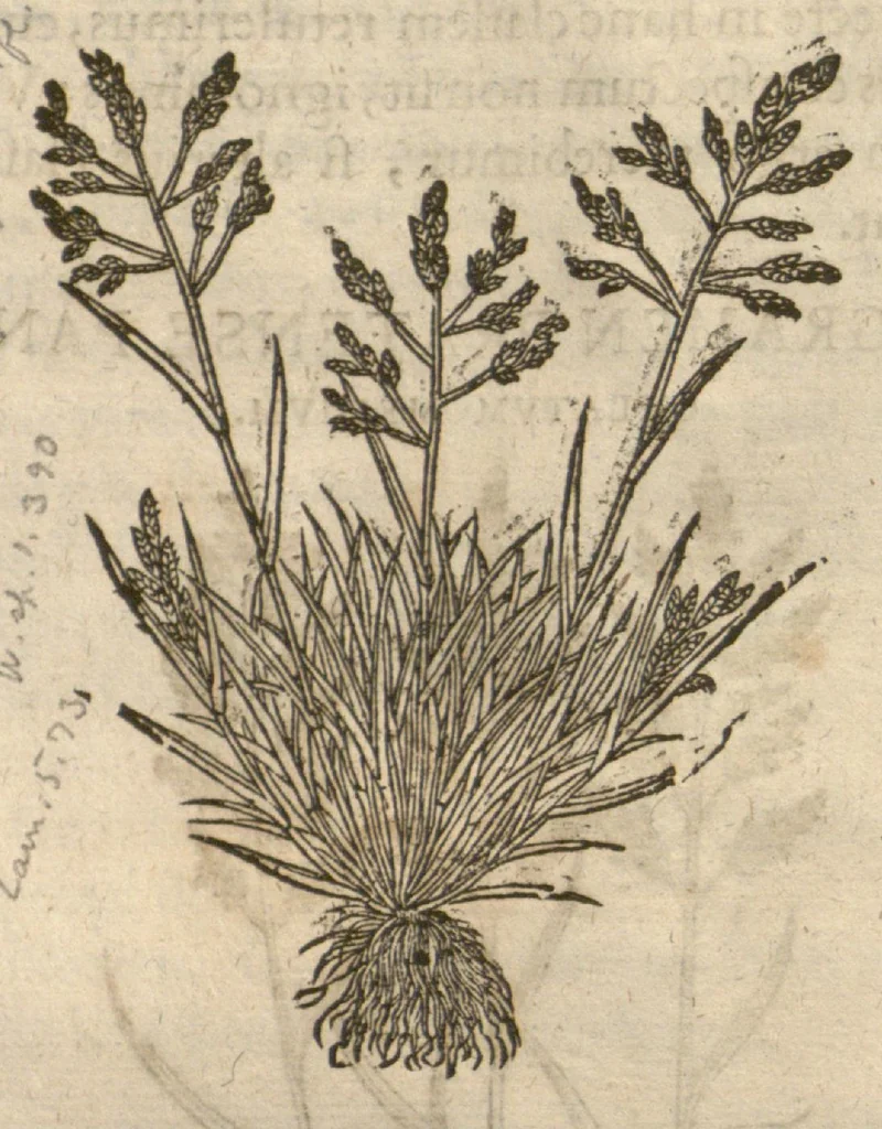 An illustration from Caspari Bauhini ... Theatri botanici, sive, Historiae plantarum : ex veterum et recentiorum placitis propriaq. observatione concinnatae / liber primus editus opera et cura Io. Casp. Bauhini., 1658, leaf 27