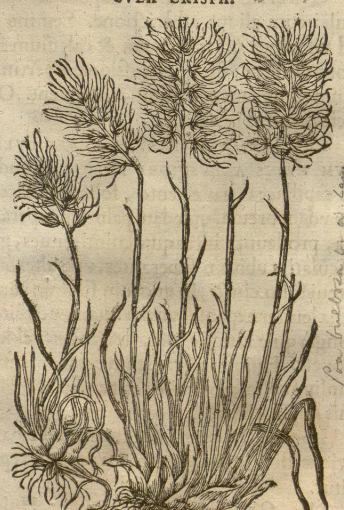 An illustration from Caspari Bauhini ... Theatri botanici, sive, Historiae plantarum : ex veterum et recentiorum placitis propriaq. observatione concinnatae / liber primus editus opera et cura Io. Casp. Bauhini., 1658, leaf 27