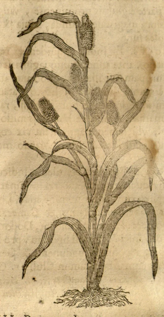 An illustration from Caspari Bauhini ... Theatri botanici, sive, Historiae plantarum : ex veterum et recentiorum placitis propriaq. observatione concinnatae / liber primus editus opera et cura Io. Casp. Bauhini., 1658, leaf 272