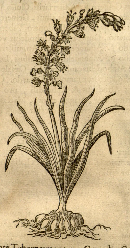An illustration from Caspari Bauhini ... Theatri botanici, sive, Historiae plantarum : ex veterum et recentiorum placitis propriaq. observatione concinnatae / liber primus editus opera et cura Io. Casp. Bauhini., 1658, leaf 283