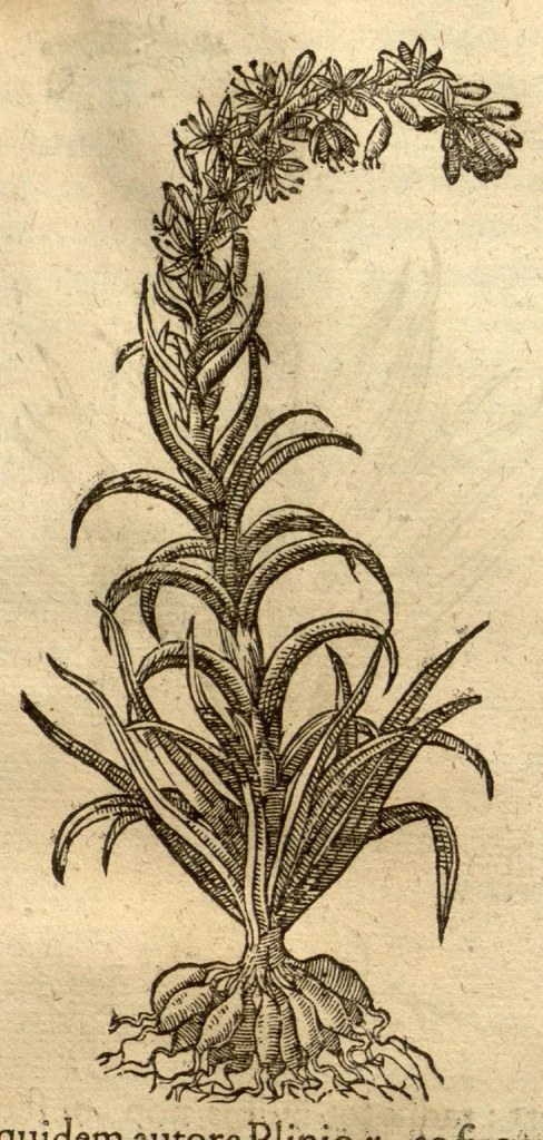 An illustration from Caspari Bauhini ... Theatri botanici, sive, Historiae plantarum : ex veterum et recentiorum placitis propriaq. observatione concinnatae / liber primus editus opera et cura Io. Casp. Bauhini., 1658, leaf 283
