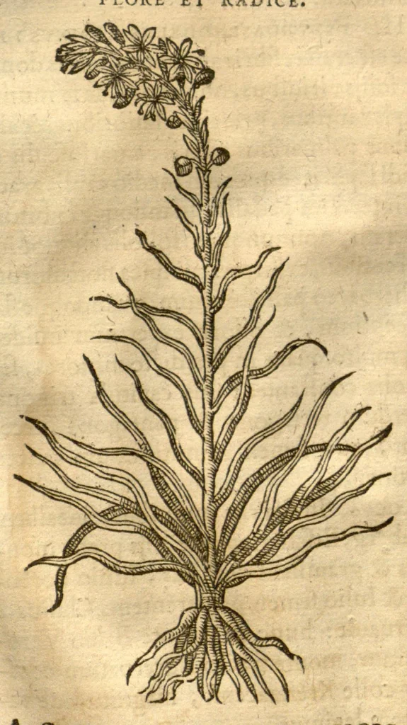 An illustration from Caspari Bauhini ... Theatri botanici, sive, Historiae plantarum : ex veterum et recentiorum placitis propriaq. observatione concinnatae / liber primus editus opera et cura Io. Casp. Bauhini., 1658, leaf 286