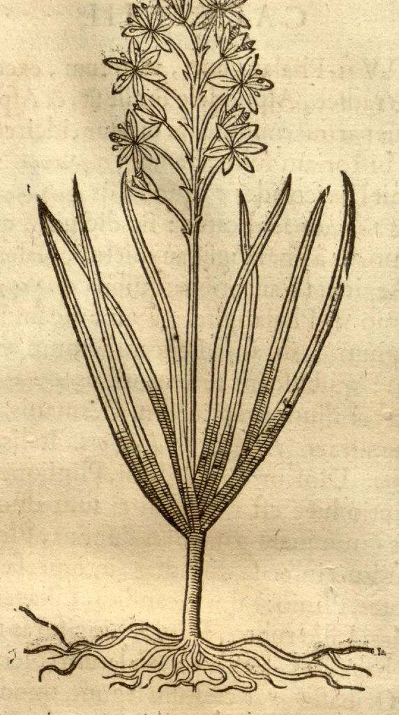 An illustration from Caspari Bauhini ... Theatri botanici, sive, Historiae plantarum : ex veterum et recentiorum placitis propriaq. observatione concinnatae / liber primus editus opera et cura Io. Casp. Bauhini., 1658, leaf 289