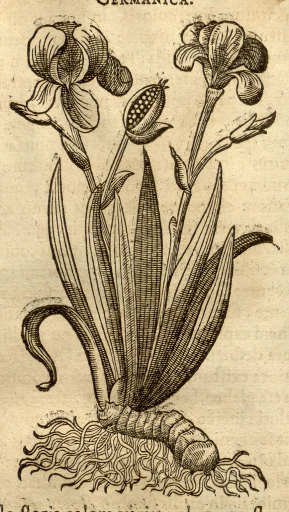 An illustration from Caspari Bauhini ... Theatri botanici, sive, Historiae plantarum : ex veterum et recentiorum placitis propriaq. observatione concinnatae / liber primus editus opera et cura Io. Casp. Bauhini., 1658, leaf 299
