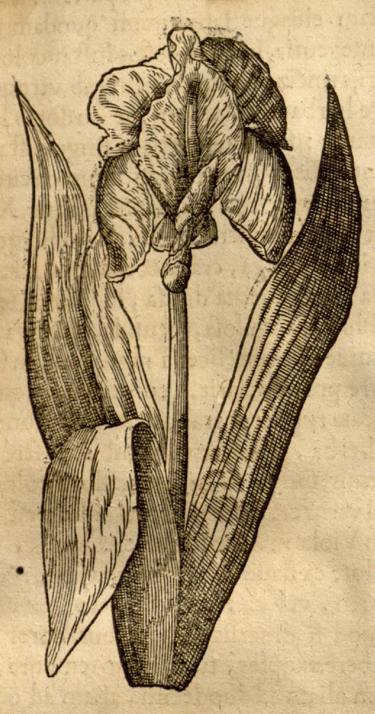 An illustration from Caspari Bauhini ... Theatri botanici, sive, Historiae plantarum : ex veterum et recentiorum placitis propriaq. observatione concinnatae / liber primus editus opera et cura Io. Casp. Bauhini., 1658, leaf 299