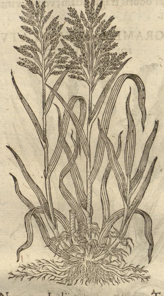 An illustration from Caspari Bauhini ... Theatri botanici, sive, Historiae plantarum : ex veterum et recentiorum placitis propriaq. observatione concinnatae / liber primus editus opera et cura Io. Casp. Bauhini., 1658, leaf 31