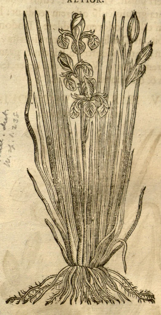 An illustration from Caspari Bauhini ... Theatri botanici, sive, Historiae plantarum : ex veterum et recentiorum placitis propriaq. observatione concinnatae / liber primus editus opera et cura Io. Casp. Bauhini., 1658, leaf 310