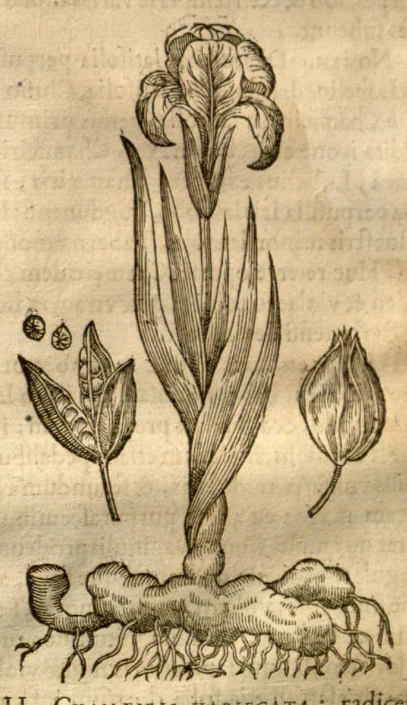 An illustration from Caspari Bauhini ... Theatri botanici, sive, Historiae plantarum : ex veterum et recentiorum placitis propriaq. observatione concinnatae / liber primus editus opera et cura Io. Casp. Bauhini., 1658, leaf 314
