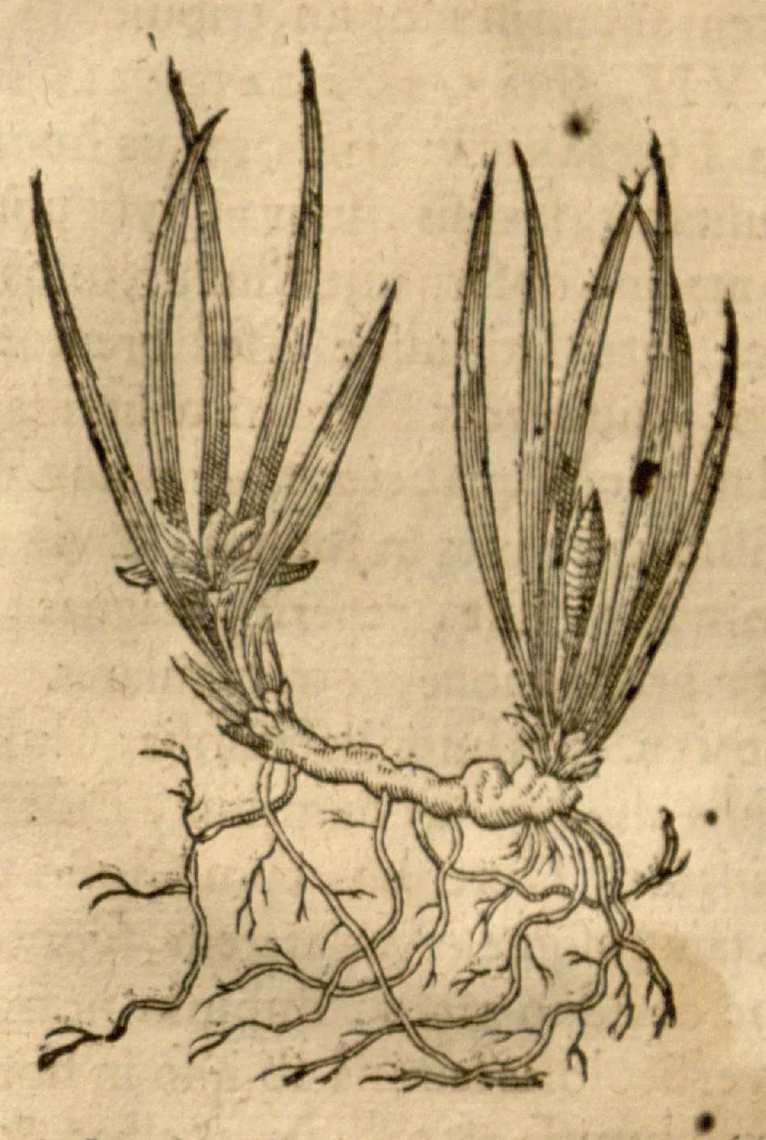 An illustration from Caspari Bauhini ... Theatri botanici, sive, Historiae plantarum : ex veterum et recentiorum placitis propriaq. observatione concinnatae / liber primus editus opera et cura Io. Casp. Bauhini., 1658, leaf 318