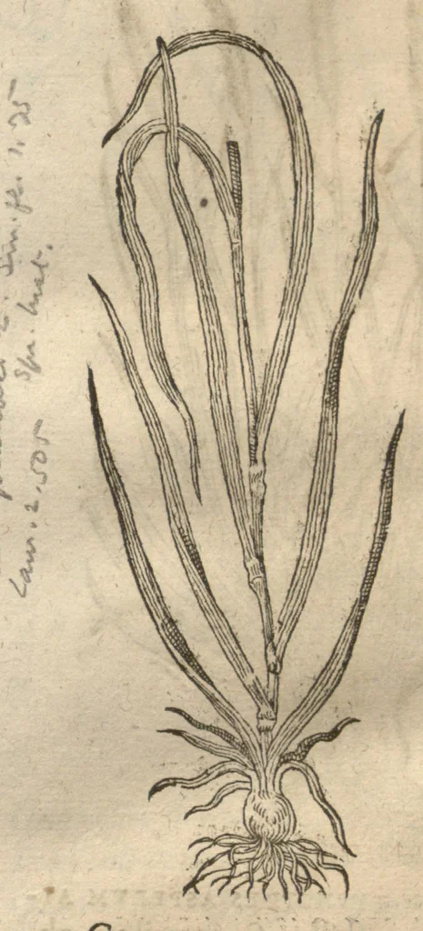 An illustration from Caspari Bauhini ... Theatri botanici, sive, Historiae plantarum : ex veterum et recentiorum placitis propriaq. observatione concinnatae / liber primus editus opera et cura Io. Casp. Bauhini., 1658, leaf 36
