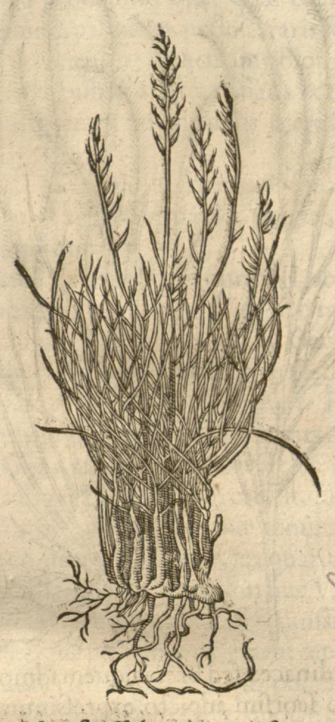 An illustration from Caspari Bauhini ... Theatri botanici, sive, Historiae plantarum : ex veterum et recentiorum placitis propriaq. observatione concinnatae / liber primus editus opera et cura Io. Casp. Bauhini., 1658, leaf 46