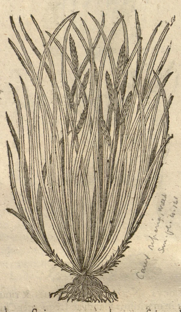 An illustration from Caspari Bauhini ... Theatri botanici, sive, Historiae plantarum : ex veterum et recentiorum placitis propriaq. observatione concinnatae / liber primus editus opera et cura Io. Casp. Bauhini., 1658, leaf 53