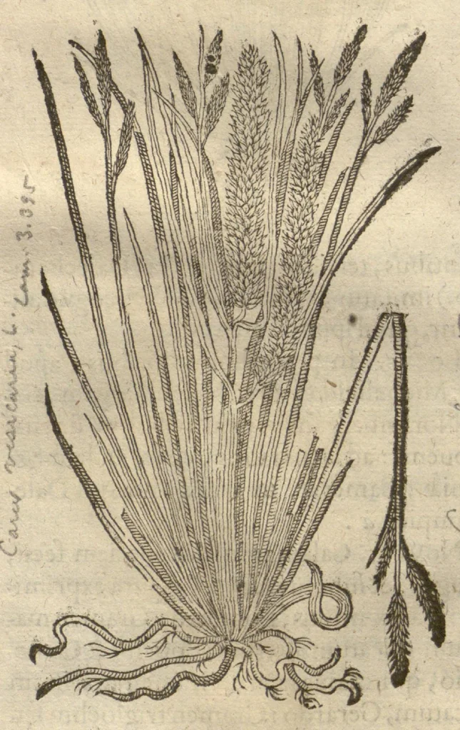 An illustration from Caspari Bauhini ... Theatri botanici, sive, Historiae plantarum : ex veterum et recentiorum placitis propriaq. observatione concinnatae / liber primus editus opera et cura Io. Casp. Bauhini., 1658, leaf 53