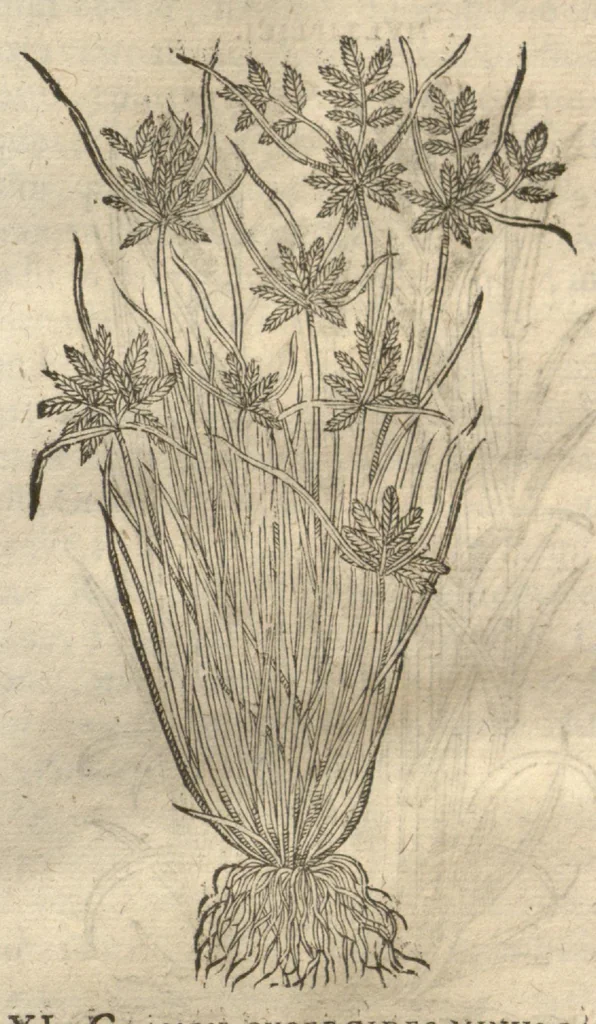 An illustration from Caspari Bauhini ... Theatri botanici, sive, Historiae plantarum : ex veterum et recentiorum placitis propriaq. observatione concinnatae / liber primus editus opera et cura Io. Casp. Bauhini., 1658, leaf 56