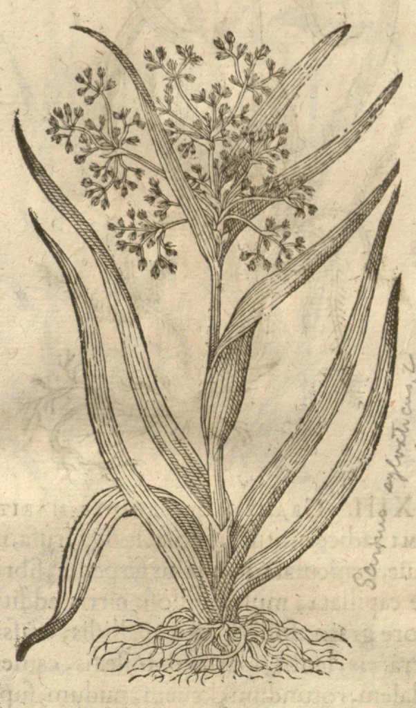 An illustration from Caspari Bauhini ... Theatri botanici, sive, Historiae plantarum : ex veterum et recentiorum placitis propriaq. observatione concinnatae / liber primus editus opera et cura Io. Casp. Bauhini., 1658, leaf 56