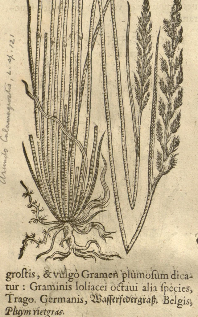 An illustration from Caspari Bauhini ... Theatri botanici, sive, Historiae plantarum : ex veterum et recentiorum placitis propriaq. observatione concinnatae / liber primus editus opera et cura Io. Casp. Bauhini., 1658, leaf 59