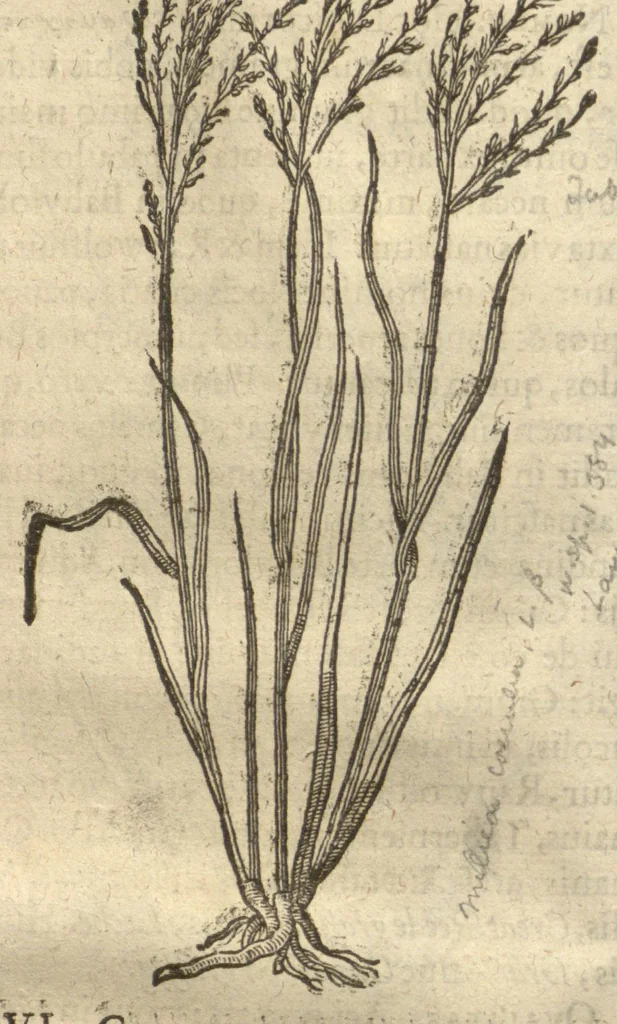 An illustration from Caspari Bauhini ... Theatri botanici, sive, Historiae plantarum : ex veterum et recentiorum placitis propriaq. observatione concinnatae / liber primus editus opera et cura Io. Casp. Bauhini., 1658, leaf 59