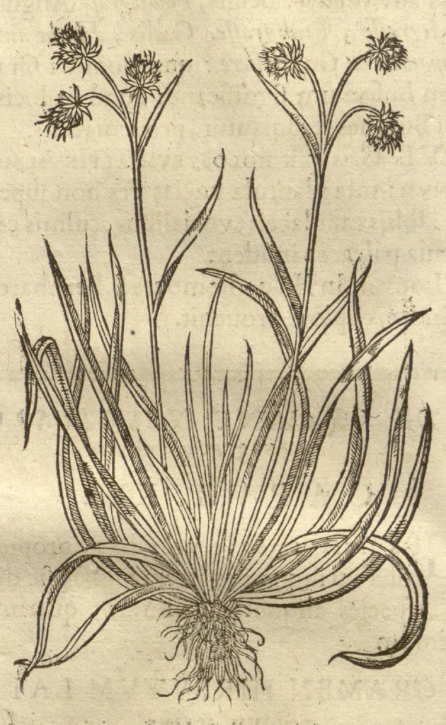 An illustration from Caspari Bauhini ... Theatri botanici, sive, Historiae plantarum : ex veterum et recentiorum placitis propriaq. observatione concinnatae / liber primus editus opera et cura Io. Casp. Bauhini., 1658, leaf 63
