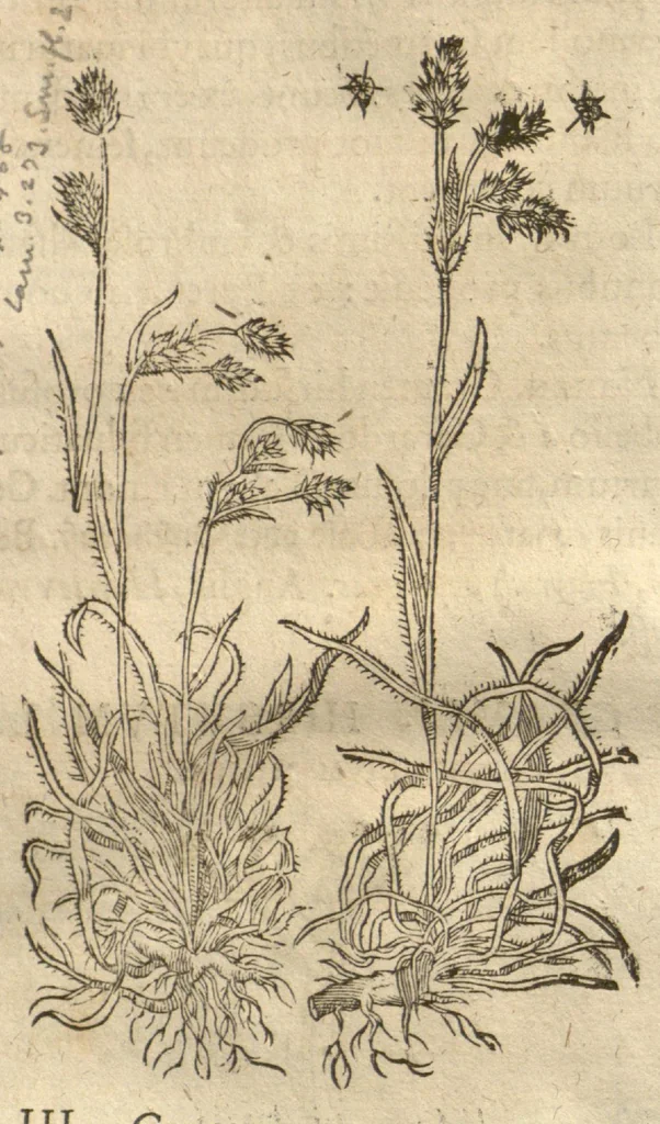 An illustration from Caspari Bauhini ... Theatri botanici, sive, Historiae plantarum : ex veterum et recentiorum placitis propriaq. observatione concinnatae / liber primus editus opera et cura Io. Casp. Bauhini., 1658, leaf 63