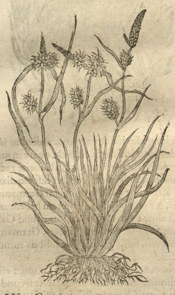 An illustration from Caspari Bauhini ... Theatri botanici, sive, Historiae plantarum : ex veterum et recentiorum placitis propriaq. observatione concinnatae / liber primus editus opera et cura Io. Casp. Bauhini., 1658, leaf 66