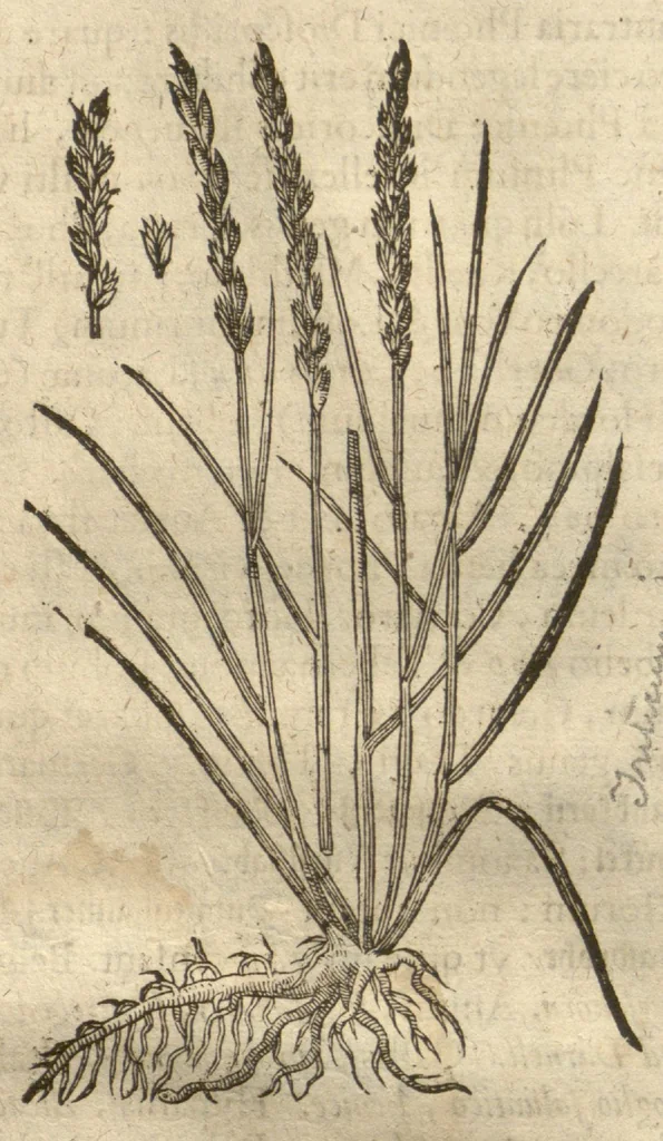 An illustration from Caspari Bauhini ... Theatri botanici, sive, Historiae plantarum : ex veterum et recentiorum placitis propriaq. observatione concinnatae / liber primus editus opera et cura Io. Casp. Bauhini., 1658, leaf 77