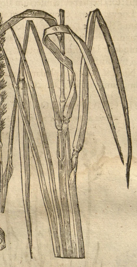 An illustration from Caspari Bauhini ... Theatri botanici, sive, Historiae plantarum : ex veterum et recentiorum placitis propriaq. observatione concinnatae / liber primus editus opera et cura Io. Casp. Bauhini., 1658, leaf 77