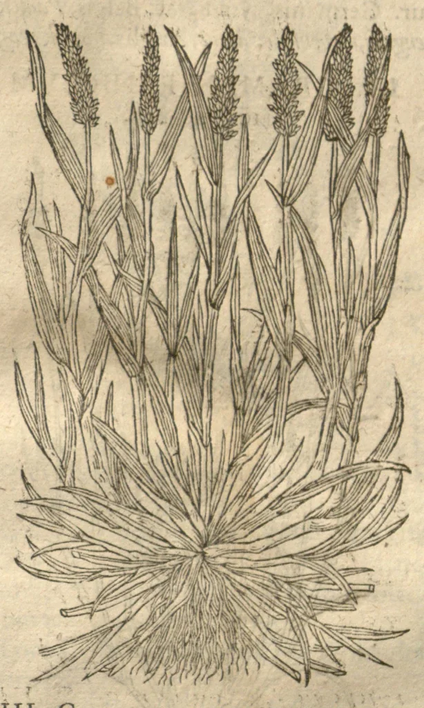 An illustration from Caspari Bauhini ... Theatri botanici, sive, Historiae plantarum : ex veterum et recentiorum placitis propriaq. observatione concinnatae / liber primus editus opera et cura Io. Casp. Bauhini., 1658, leaf 80
