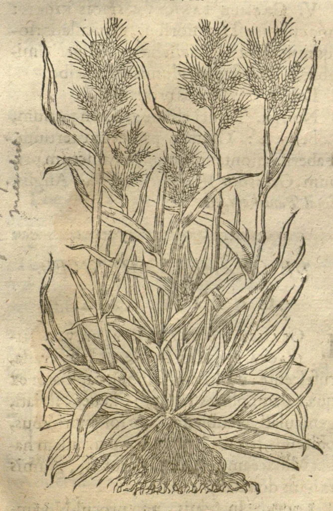 An illustration from Caspari Bauhini ... Theatri botanici, sive, Historiae plantarum : ex veterum et recentiorum placitis propriaq. observatione concinnatae / liber primus editus opera et cura Io. Casp. Bauhini., 1658, leaf 80
