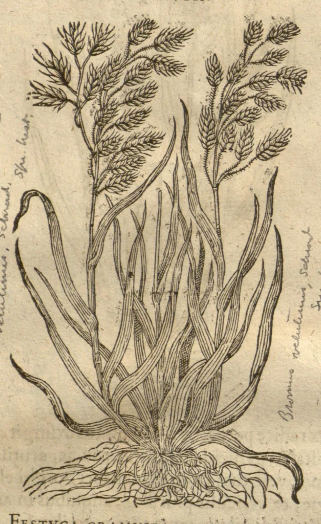 An illustration from Caspari Bauhini ... Theatri botanici, sive, Historiae plantarum : ex veterum et recentiorum placitis propriaq. observatione concinnatae / liber primus editus opera et cura Io. Casp. Bauhini., 1658, leaf 83