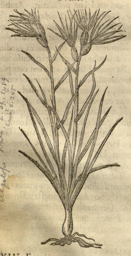 An illustration from Caspari Bauhini ... Theatri botanici, sive, Historiae plantarum : ex veterum et recentiorum placitis propriaq. observatione concinnatae / liber primus editus opera et cura Io. Casp. Bauhini., 1658, leaf 87
