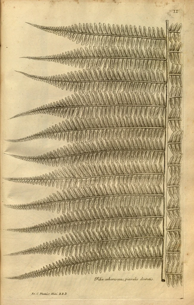An illustration from Description des plantes de l'Amerique ?avec leurs figures /par le R.P. Charles Plumier, religieux minime., 1693, leaf 112