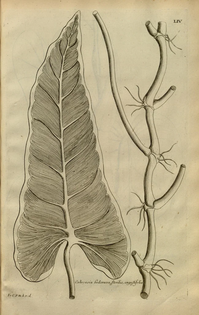 An illustration from Description des plantes de l'Amerique ?avec leurs figures /par le R.P. Charles Plumier, religieux minime., 1693, leaf 164