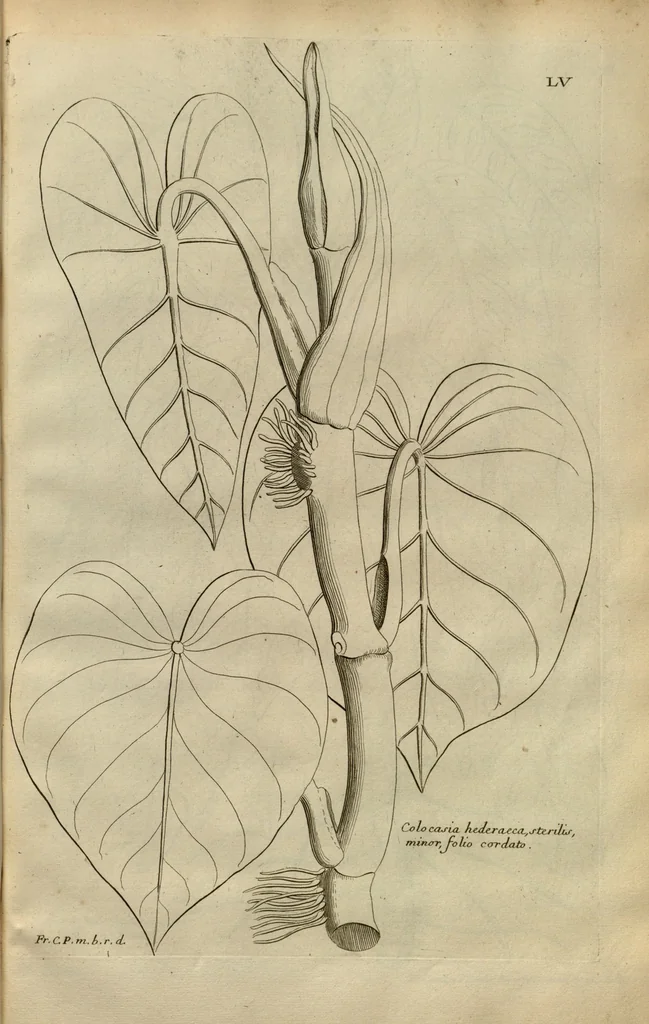 An illustration from Description des plantes de l'Amerique ?avec leurs figures /par le R.P. Charles Plumier, religieux minime., 1693, leaf 165
