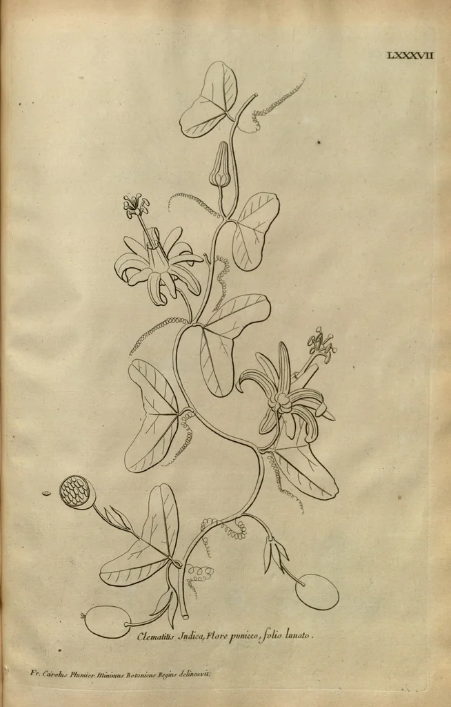 An illustration from Description des plantes de l'Amerique ?avec leurs figures /par le R.P. Charles Plumier, religieux minime., 1693, leaf 197