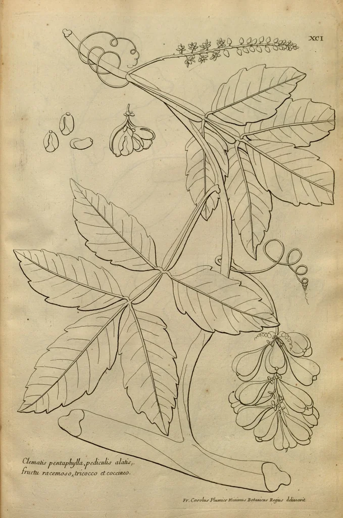 An illustration from Description des plantes de l'Amerique ?avec leurs figures /par le R.P. Charles Plumier, religieux minime., 1693, leaf 201