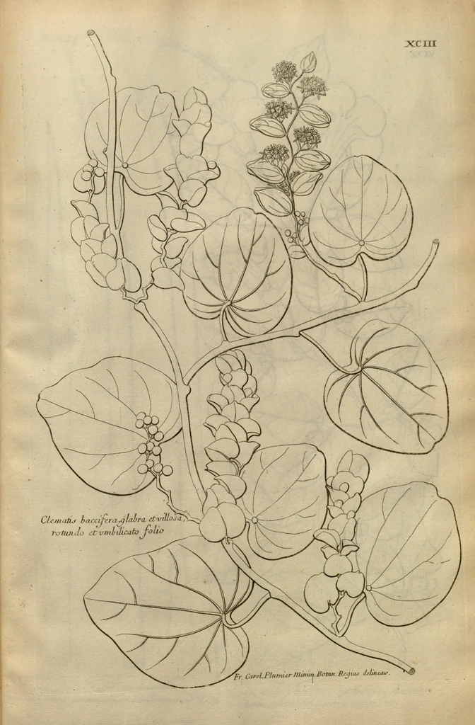 An illustration from Description des plantes de l'Amerique ?avec leurs figures /par le R.P. Charles Plumier, religieux minime., 1693, leaf 203