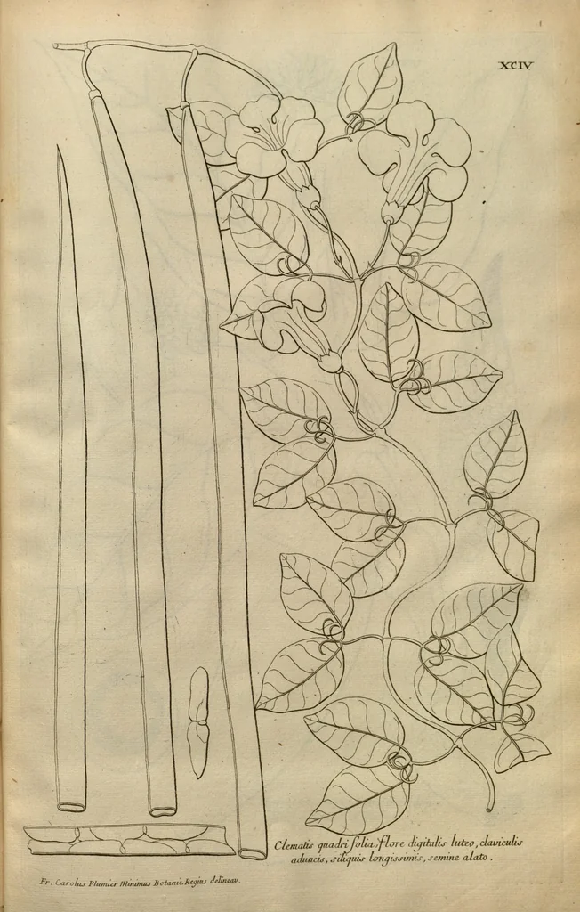 An illustration from Description des plantes de l'Amerique ?avec leurs figures /par le R.P. Charles Plumier, religieux minime., 1693, leaf 204