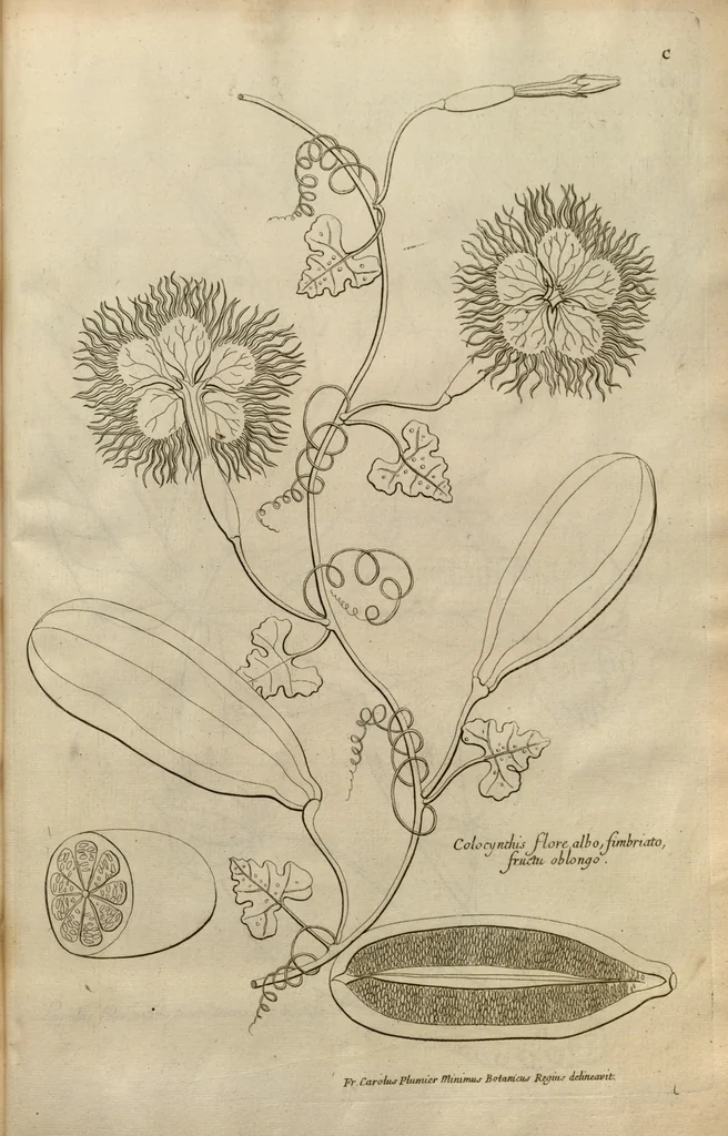 An illustration from Description des plantes de l'Amerique ?avec leurs figures /par le R.P. Charles Plumier, religieux minime., 1693, leaf 210