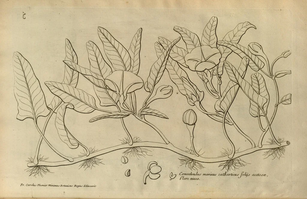An illustration from Description des plantes de l'Amerique ?avec leurs figures /par le R.P. Charles Plumier, religieux minime., 1693, leaf 215