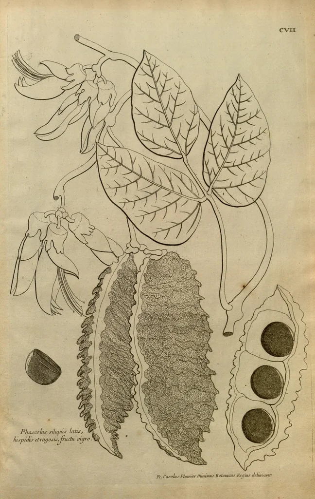 An illustration from Description des plantes de l'Amerique ?avec leurs figures /par le R.P. Charles Plumier, religieux minime., 1693, leaf 217
