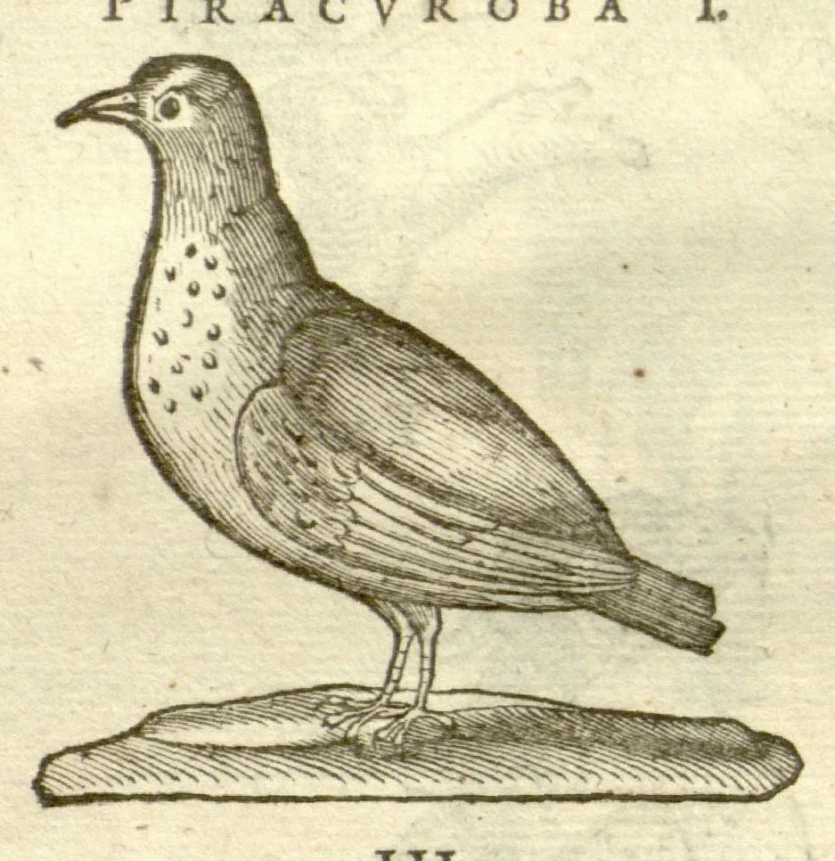 An illustration from Gulielmi Pisonis ... De Indiae utriusque re naturali et medica libri quatuordecim ?quorum contenta pagina sequens exhibet., 1658, leaf 108