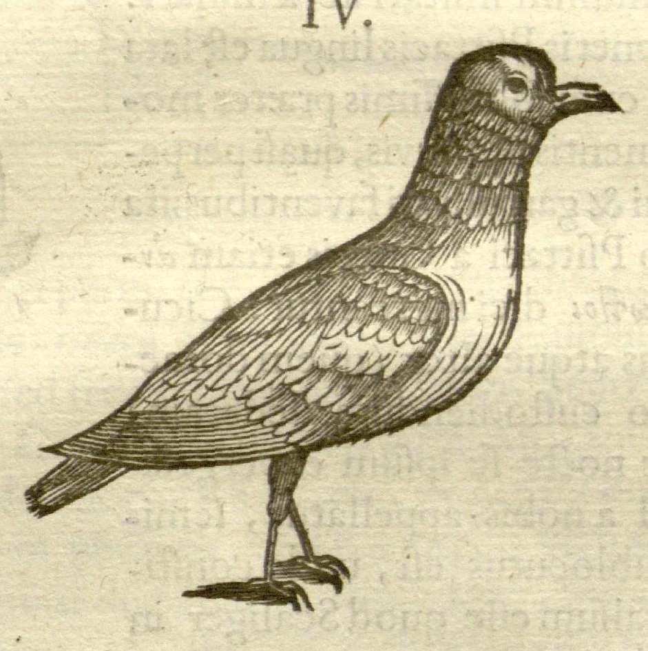 An illustration from Gulielmi Pisonis ... De Indiae utriusque re naturali et medica libri quatuordecim ?quorum contenta pagina sequens exhibet., 1658, leaf 108